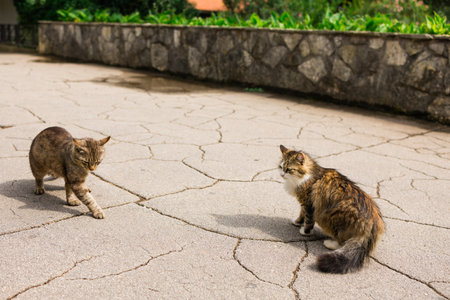 Two stray cats on cracked pavement in sunny courtyard. Street animals, urban wildlife, and everyday outdoor interaction.の写真素材
