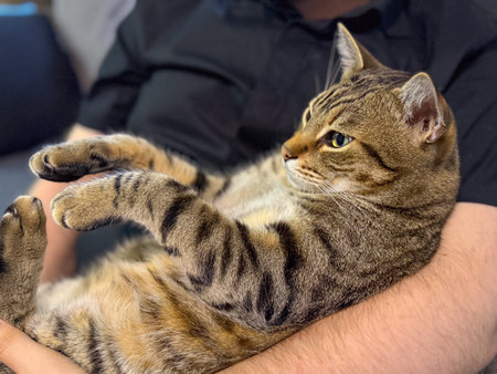 Close-up of a tabby cat resting in human arms. Calmness, trust, and the peaceful bond between animal...
