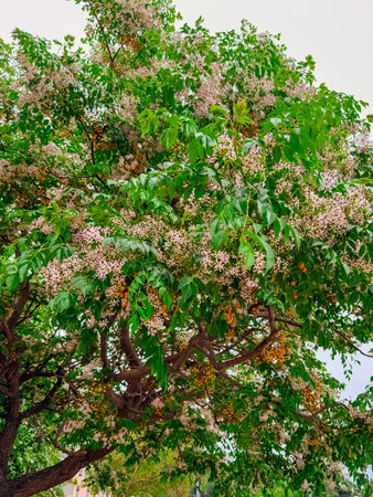 Blooming tree with pink flowers and orange fruits in spring season. Nature, growth, and seasonal...