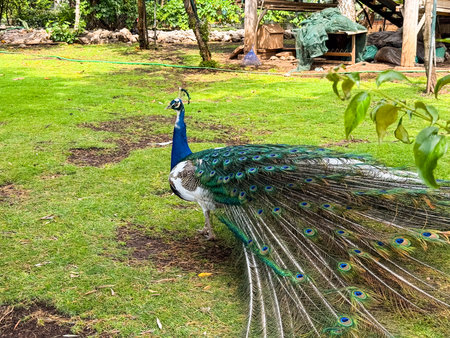 Peacock walking across the grass with tail feathers fanned out. Wildlife, beauty, nature and animal observation in an outdoor environment.の写真素材