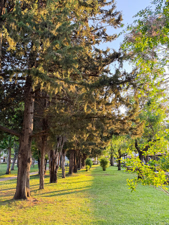 Line of trees casting shadows on grass. Evening light creates depth and natural harmony in park landscape.の写真素材