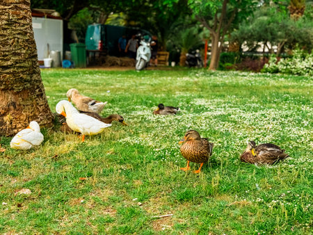 Several ducks rest under a tree on a grassy field. Wildlife behavior, natural habitat and group interaction in birds.の写真素材