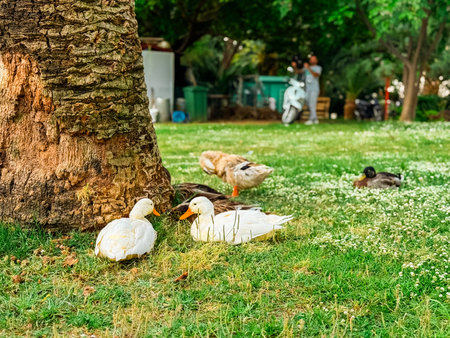 Several ducks rest under a tree on a grassy field. Wildlife behavior, natural habitat and group interaction in birds.の写真素材