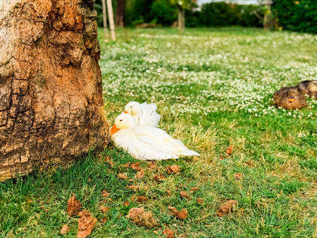 Several ducks rest under a tree on a grassy field. Wildlife behavior, natural habitat and group interaction in birds.の写真素材