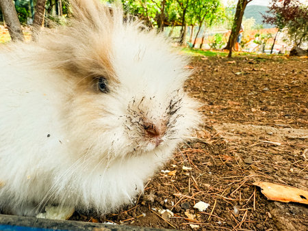 Rabbit resting on the ground in natural outdoor setting. Wildlife, nature, and environment with details of fur and closeup texture.の写真素材