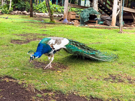 Peacock standing on grass in outdoor natural environment. Wildlife, bird, and exotic fauna with feather detail and seasonal background.の写真素材