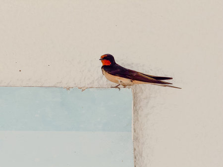 Swallow resting on a wall with light background. Wildlife, simplicity, and coexistence in the urban environment.の写真素材