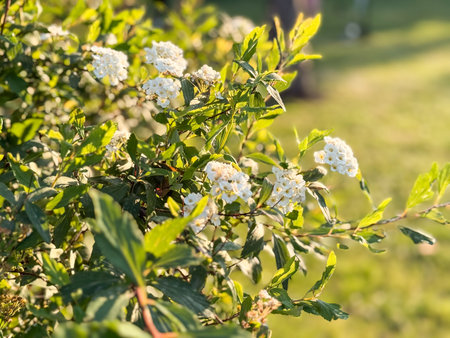 Spiraea cantoniensis bridal wreath spirea white flower clusters spring shrub