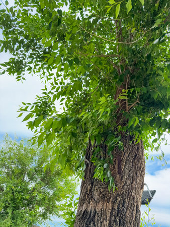 Tree trunk with green leaves against a bright sky. Nature, growth, and the vitality of summer...