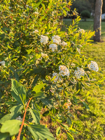 Spiraea cantoniensis bridal wreath spirea white flower clusters spring shrub