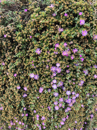 Closeup of beautiful delosperma cooperi, magenta trailing ice plant, purple flower, pink sunny flowers. Natural background. Desert flowers on a sunny day.の写真素材