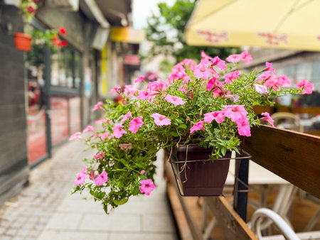 Pink flowers blooming in pot on city street near cafe terrace with tables and umbrellas. Decoration, lifestyle, hospitality, flora and urban environment.の写真素材