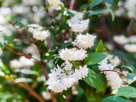 Deutzia gracilis duncan bright white flowering shrub, beautiful ornamental tiny flowers in bloomの写真素材