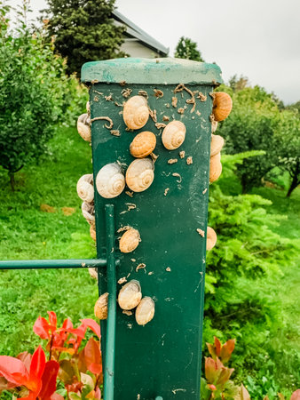 Cluster of snails with spiral shells attached to a green metal post in natural surroundings. Ecology, biology, and wildlife symbolizing adaptation, resilience, and biodiversity in environment.の写真素材