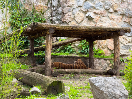 Tiger lying under a wooden shelter. Strength, wilderness and conservation.の写真素材