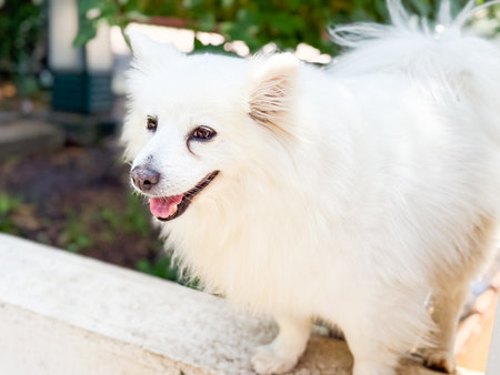 White fluffy dog with smiling expression. Companionship, loyalty, and joyful presence of domestic animal outdoors.の写真素材
