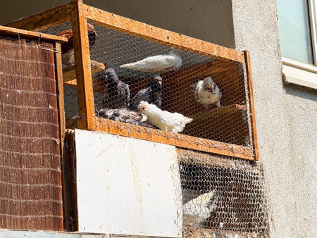 Group of pigeons resting in a handmade wooden cage on a balcony. Urban lifestyle, animal care, and coexistence of wildlife and human architecture.の写真素材