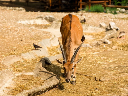 Antelopes standing at the zoo. Wildlife, conservation and natural diversity.の写真素材