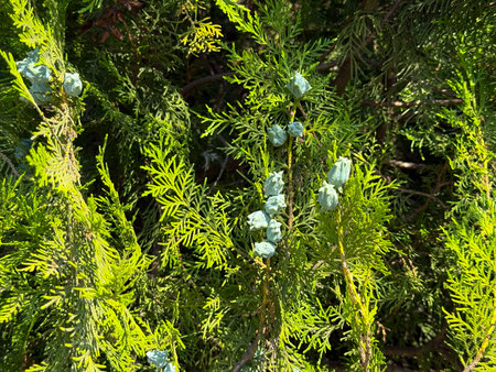 Closeup of Thuja branch with green foliage and small cones in natural sunlight. Evergreen plant,...