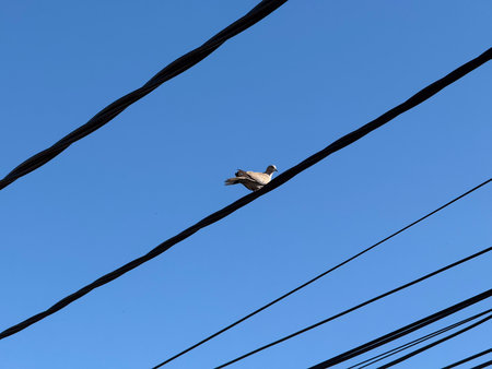 Bird perched on electric wires against clear blue sky in urban environment. Wildlife, bird observation, and avian presence in summer atmosphere.の写真素材