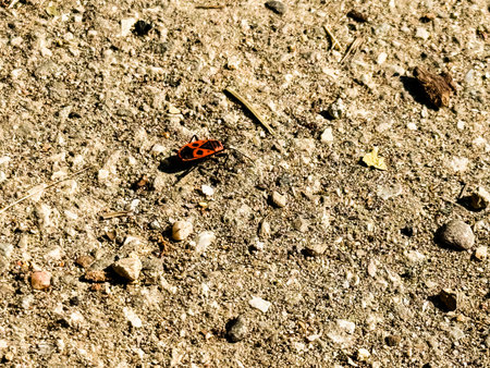 Pyrrhocoris apterus firebug with red and black markings crawling on concrete ground. Insect species,...