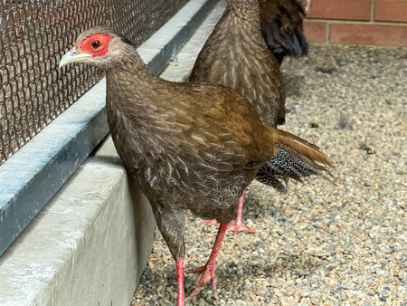 Female silver pheasants in an aviary. Ground birds, wildlife observation and ornamental species.の写真素材