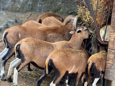 Goat herd feeding together in fenced enclosure. Domestication, survival, and agriculture as key aspects of human animal coexistence in rural life.の写真素材
