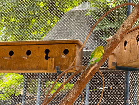 Budgerigars perched near wooden nesting box inside aviary. Colorful wildlife, communication, and...