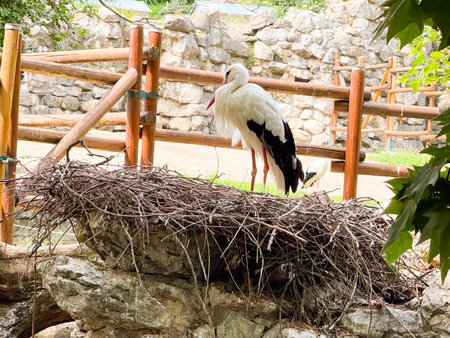 White stork. Long-legged wading bird, behavior, and natural wildlife observation.の写真素材