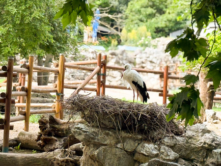 White stork standing near nest. Ornithology, breeding behavior, and symbolic bird species.の写真素材