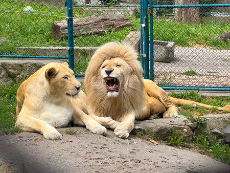 Male lion roaring beside resting lioness. Wildlife behavior, dominance, and social interaction in natural setting.の写真素材