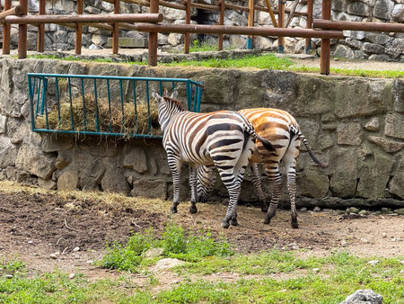 Two zebras feeding at hay rack. Striped African mammals, wildlife species and natural grazing behavior.の写真素材