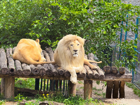 Lion and lioness lying together in enclosure. Big cat resting, pair bond and social wildlife behavior.の写真素材