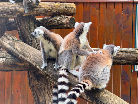 Ring-tailed lemurs sitting on wooden branch. Observation, adaptation, and survival of primates in...