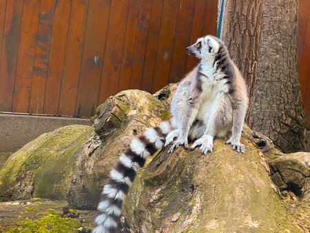 Ring-tailed lemur sitting on stone surface. Balance, adaptation, and survival behavior of primates...