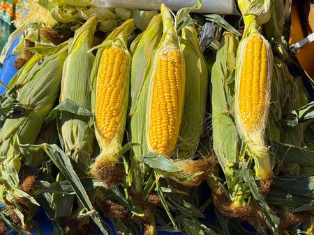 Fresh corn cobs in husks with yellow kernels on market stall. Agriculture, farming, and seasonal...