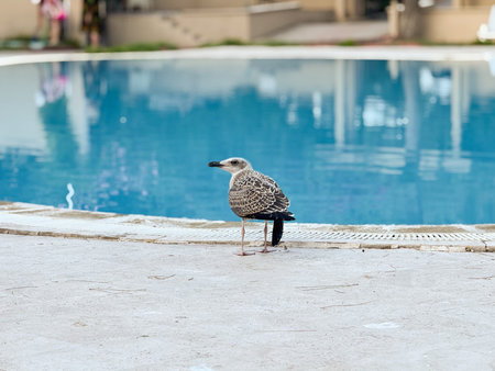 Juvenile seagull standing near poolside on stone surface. Wildlife, observation, and nature lifestyle with summer tourism environment and outdoor perspective.の写真素材