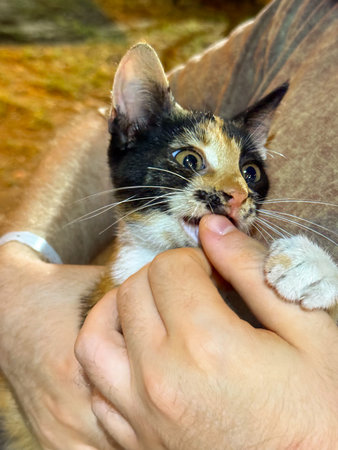 Man holding kitten with gentle gesture and closeness. Companionship, domestic lifestyle, and human...