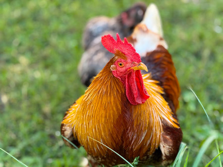 Rooster standing in garden, close-up portrait. Agriculture, biodiversity, and rural wildlife...