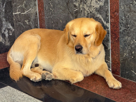 Happy golden retriever closeup portrait. Domestic pet, loyalty, and joy of companionship.の写真素材