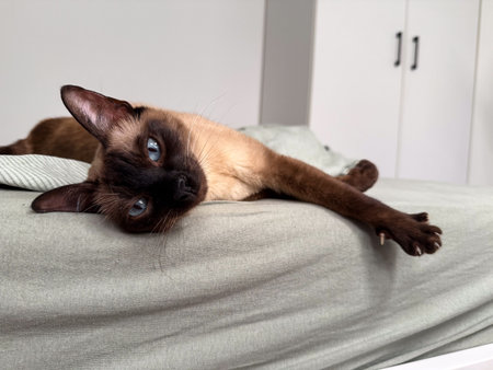 A siamese cat stretches its paw forward with extended claws and alert gaze. Pet anatomy, instinct, and domestic animal behavior highlight curiosity and natural feline expression.の写真素材