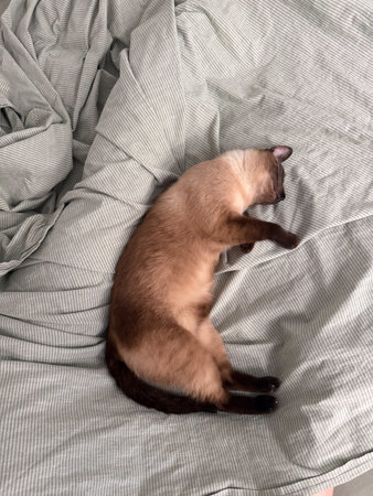 A siamese cat sleeps on soft striped sheets in a calm interior at home. Domestic life, relaxation, and companionship represent comfort, trust, and emotional lifestyle atmosphere.の写真素材