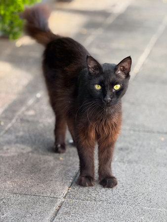 Black street cat standing on pavement with bright eyes looking directly into the camera. Urban animal life, independence, and daily street presence with character.の写真素材