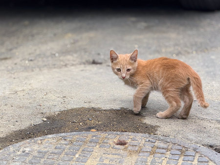 Ginger kitten standing on the street. Youthful innocence, curiosity, and adaptation in an urban outdoor environment.の写真素材
