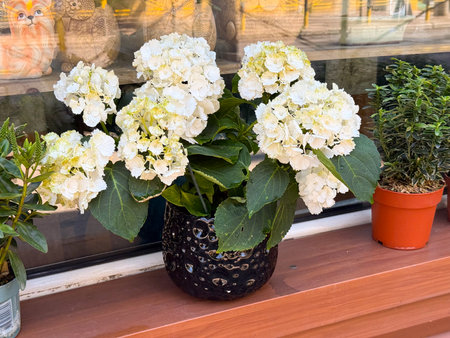 White hydrangea blooming in a black pot. Beauty, decoration, and natural freshness in everyday...