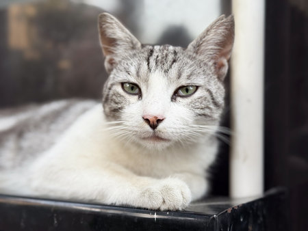 Closeup portrait of striped cat face. Feline presence, urban animal life, and calm observation reflecting intimacy, personality, and everyday companionship.の写真素材
