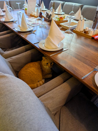 A ginger cat curled under a chair in a rustic restaurant dining hall with set tables. Comfort, curiosity, and cozy village charm in Drvengrad.の写真素材