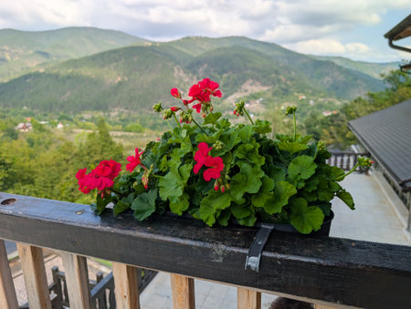 Flower pot with red geraniums on balcony railing overlooking mountains. Summer decoration and scenic landscape.の写真素材