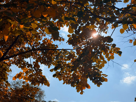 Sunlight streaming through colorful autumn leaves creating rays and shadows. Natural energy, warmth,...
