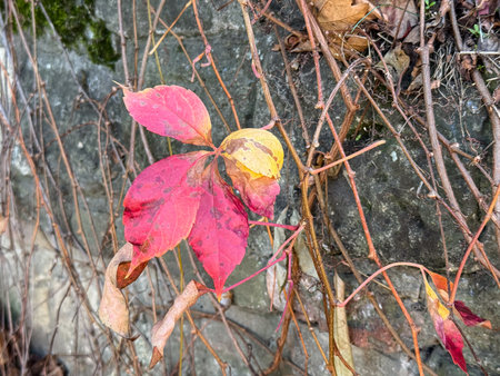 Colorful autumn leaves scattered on stone and soil. Natural beauty, change and harmony of seasonal...